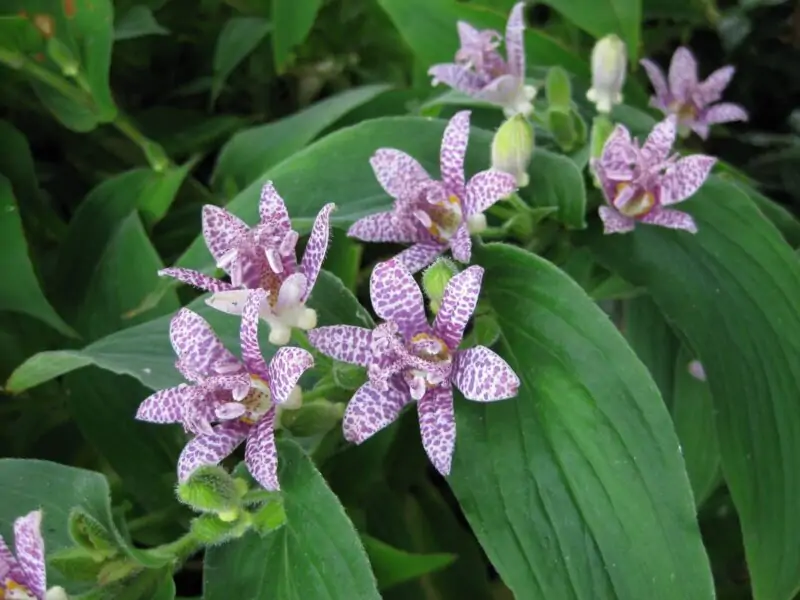 Tricyrtis Toad Lily