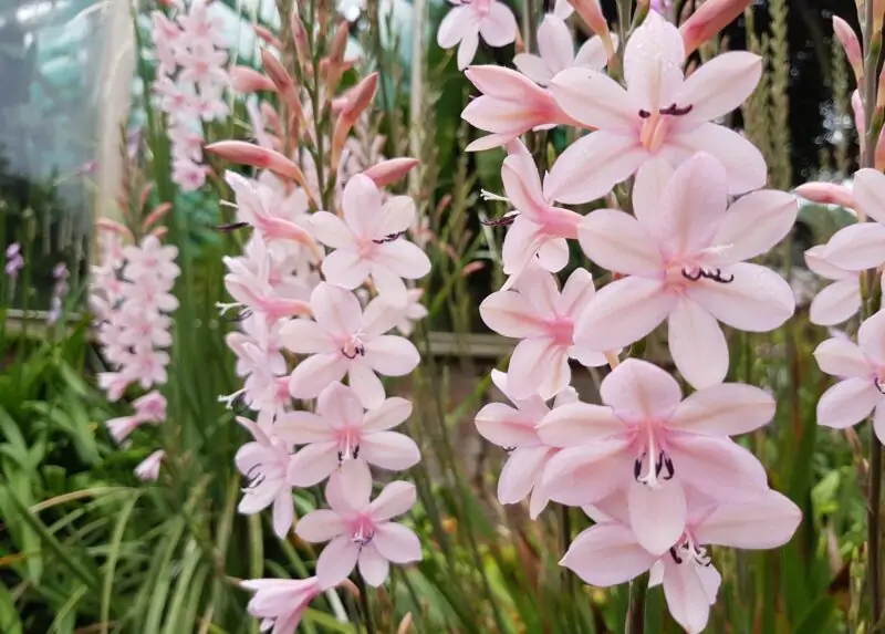 Watsonia Flower