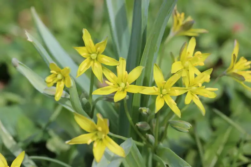 Yellow Star of Bethlehem Gagea lutea