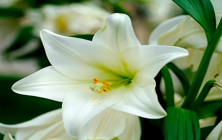 lily flowers