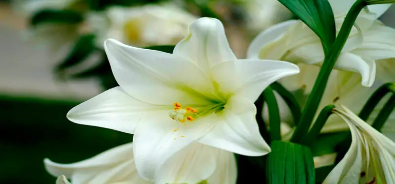 lily flowers