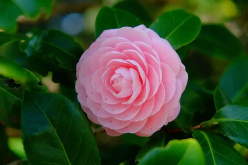 Camellia