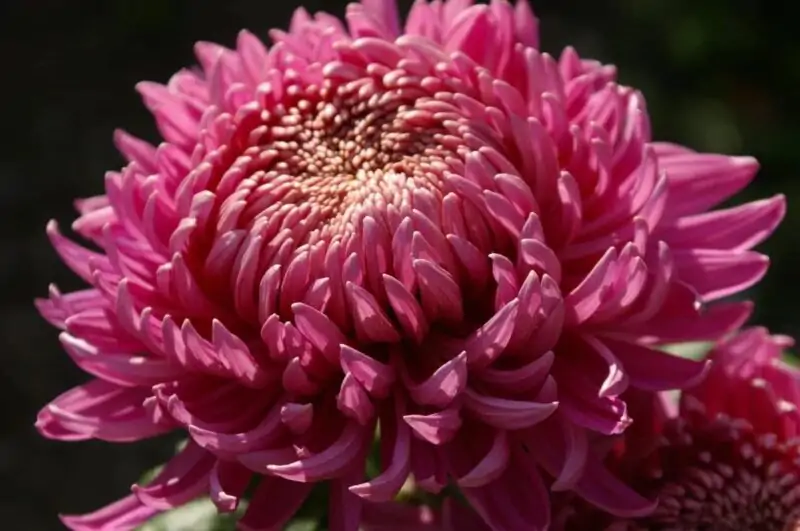 Chrysanthemum