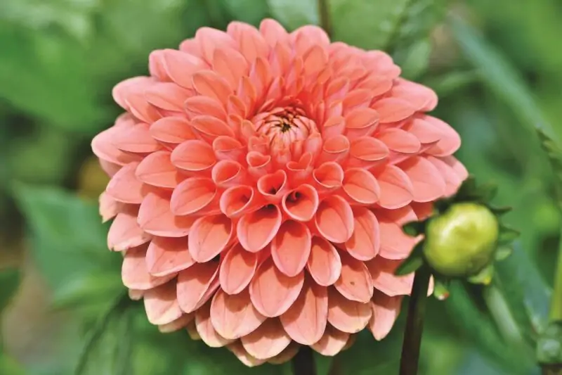 Dahlia