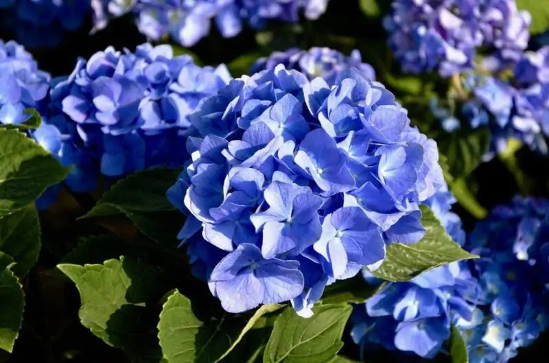 Hydrangea