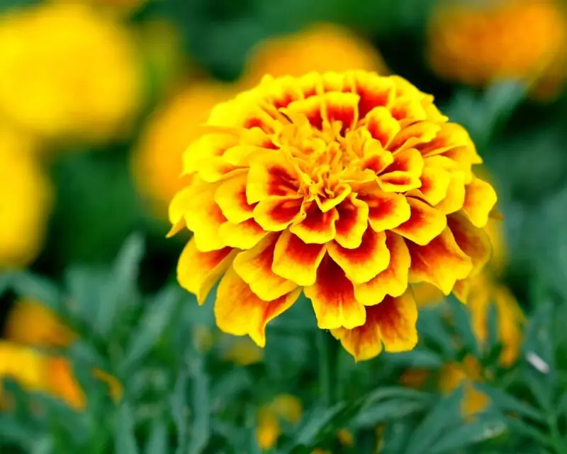 Marigold