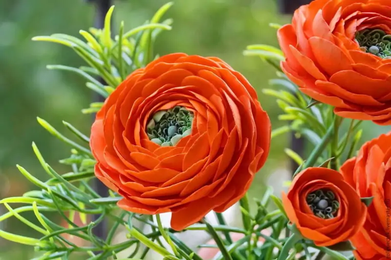 Ranunculus