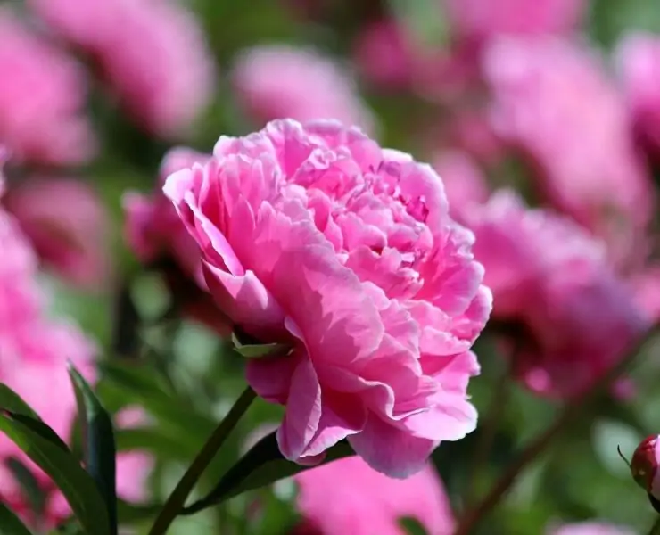 peonies