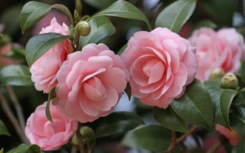 Camellia flower