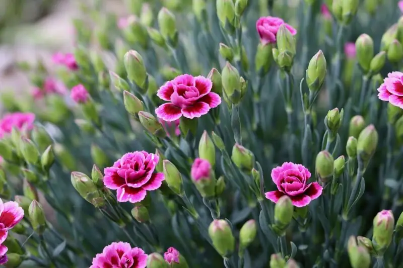 Carnation flowers