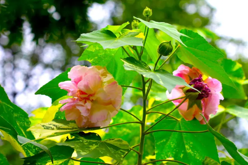 Cotton Rose Hibiscus flowers