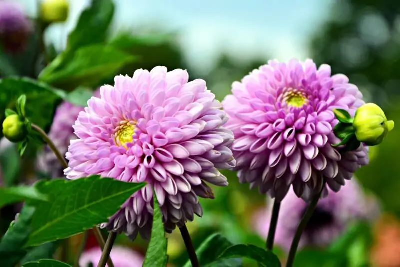 Dahlias Two Flowers Pink color