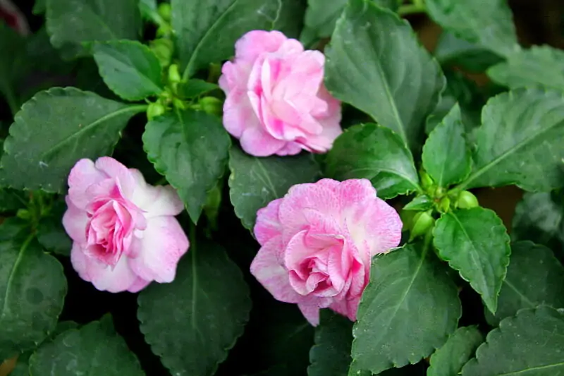 Double Impatiens Fiesta Bonita Stardust Lavender