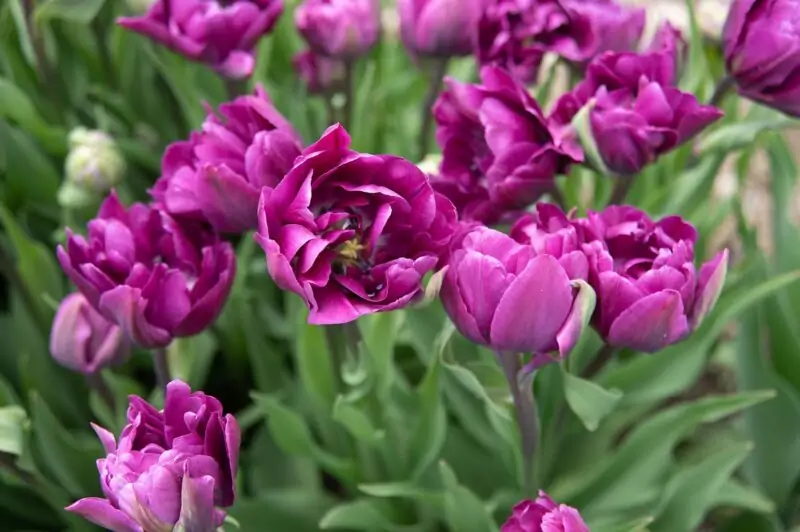Double Tulips flowers purple