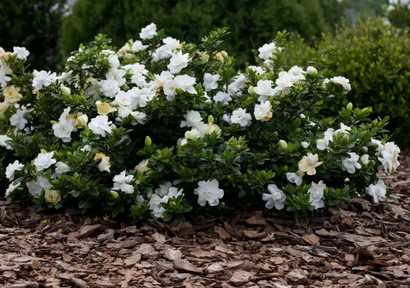 Gardenias flowers in the garden