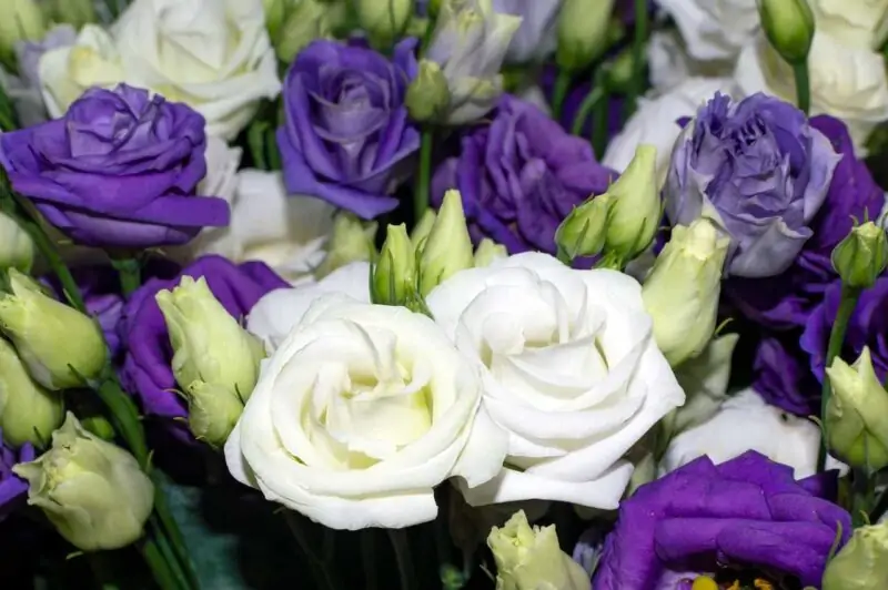 Lisianthus flowers