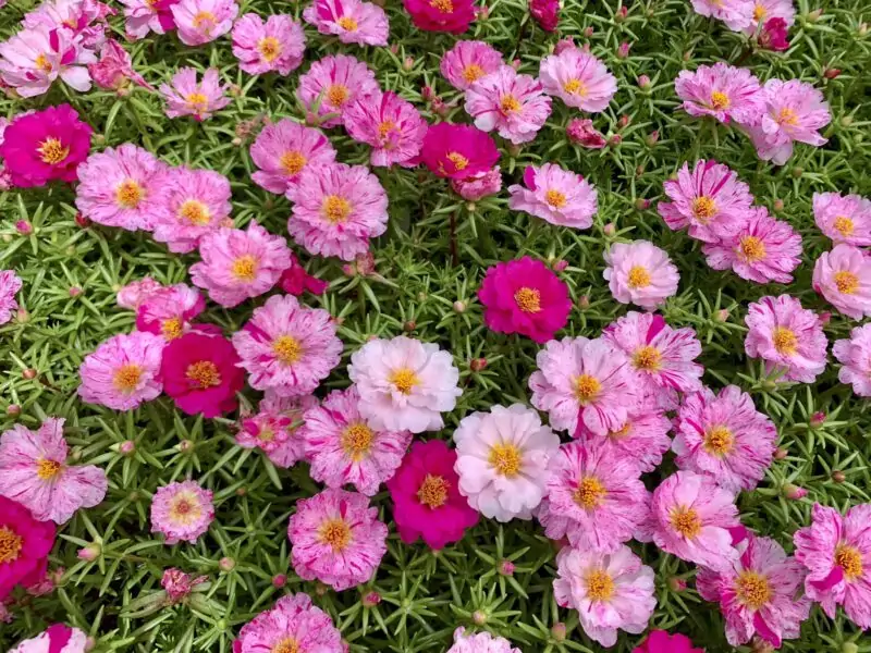 Moss Rose flowers