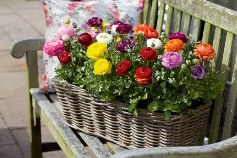 Ranunculus flowers in basket