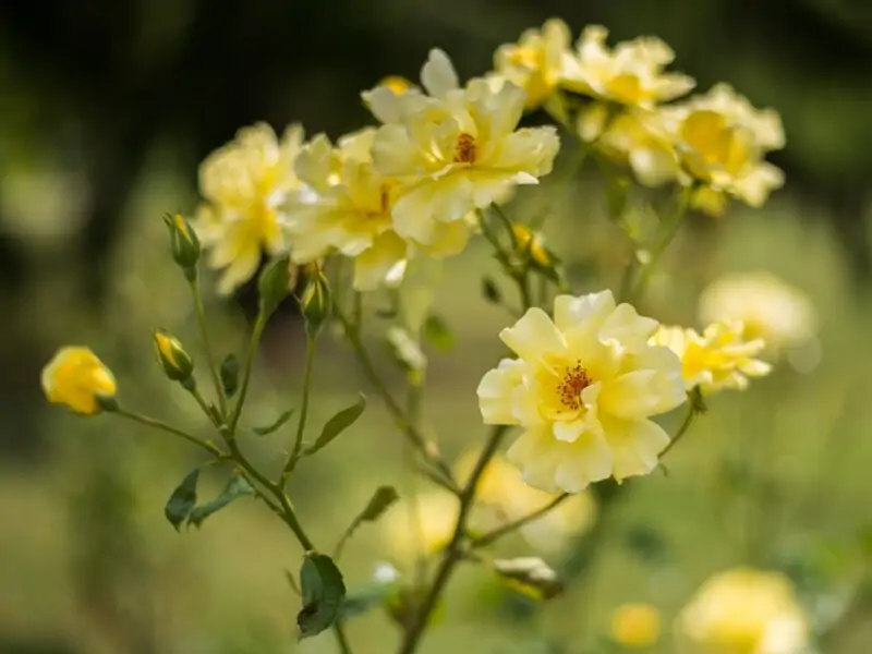 Yellow Wild Rose Bush