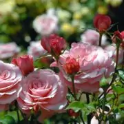 pink roses flowers in the garden