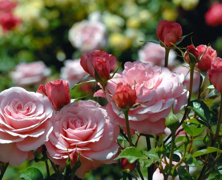 pink roses flowers in the garden