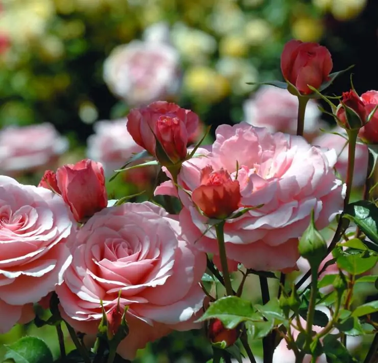 pink roses flowers in the garden