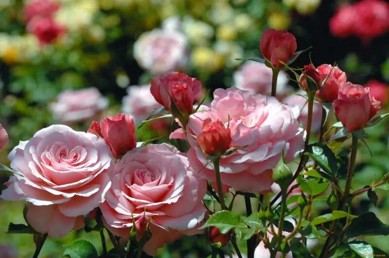 pink roses flowers in the garden