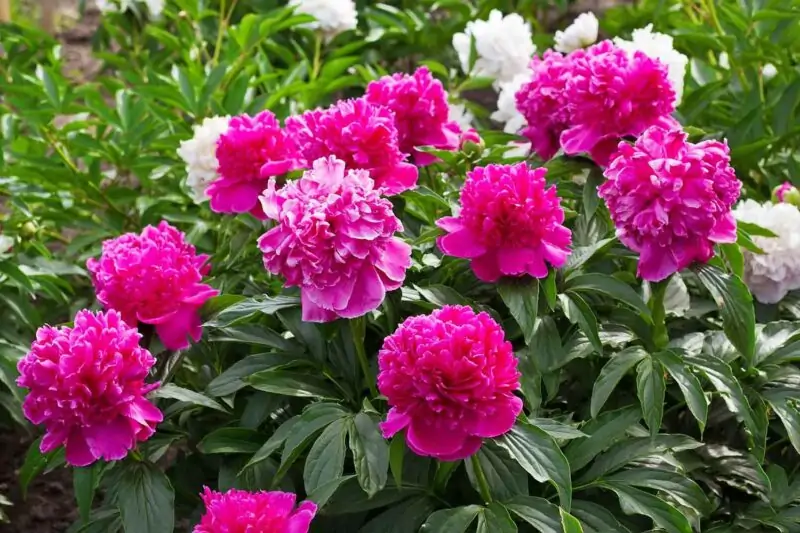 purple peony flowers in the garden