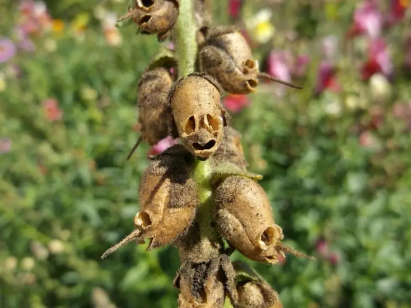 Antirrhinum Majus skull