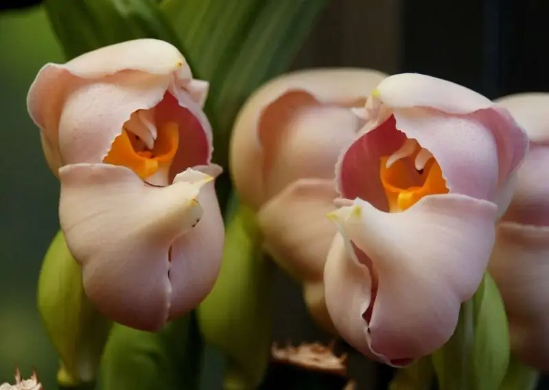 The Swaddled Babies Orchid