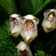flowers that look like skulls