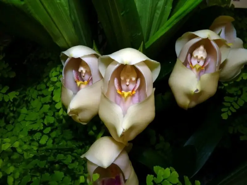 flowers that look like skulls