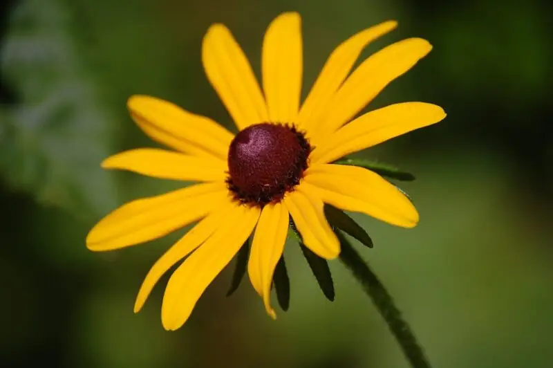 Black Eyed Susan