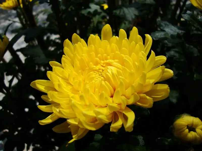 Chrysanthemum morifolium