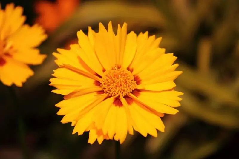 Coreopsis lanceolata