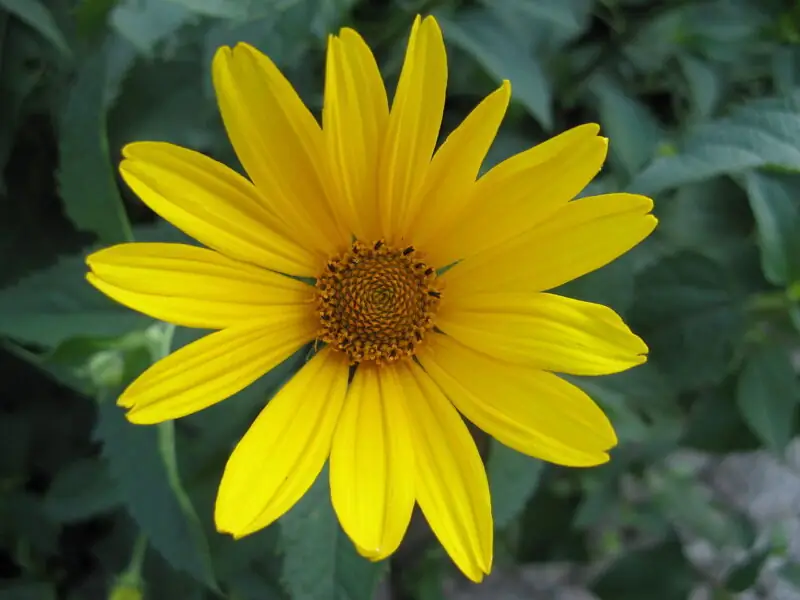 False Sunflower