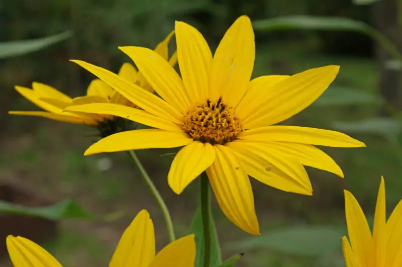 Helianthus angustifolius