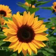 Sunflower Look alikes