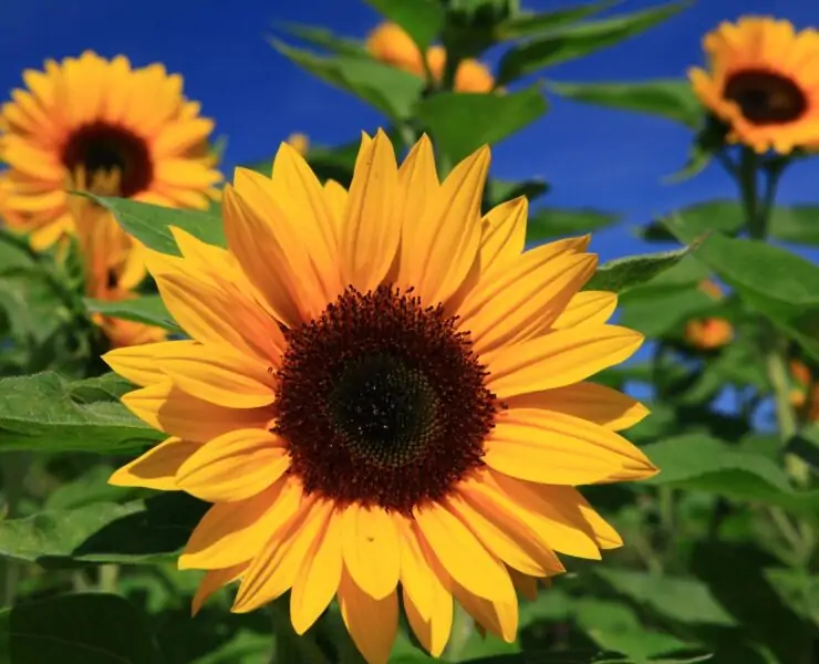 Sunflower Look alikes