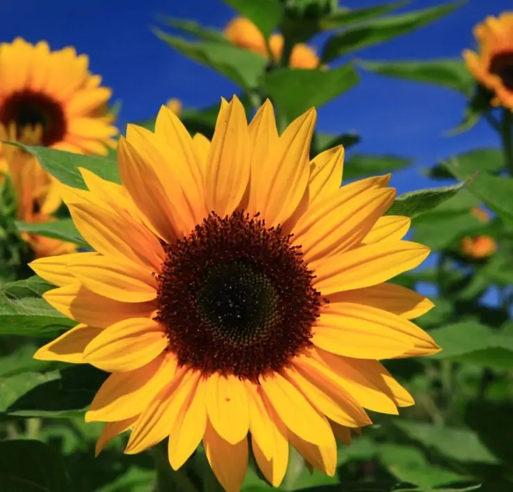 Sunflower Look alikes