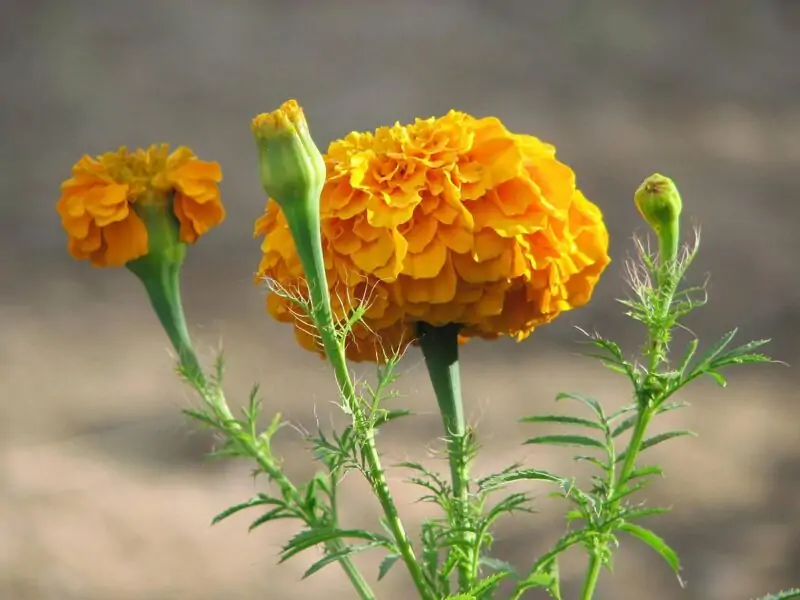 Tagetes erecta