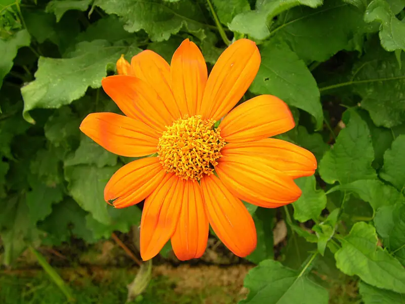 Tithonia rotundifolia