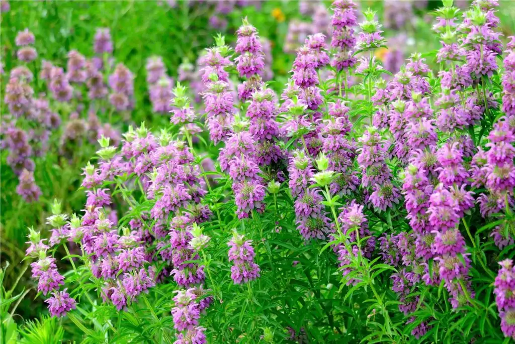 Monarda citriodora