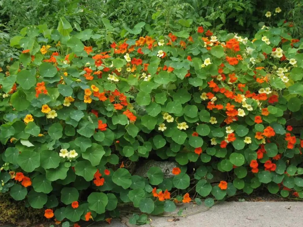 Nasturtiums