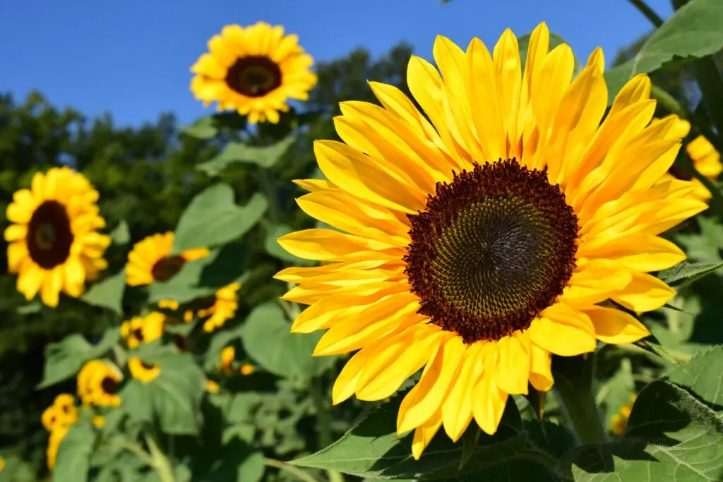 Sunflowers sunflower