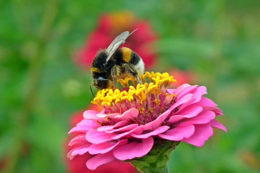 bumblebee pollinates a flower