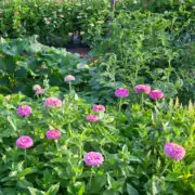 flowers to plant in a vegetable garden