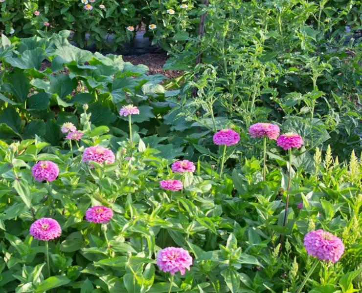 flowers to plant in a vegetable garden