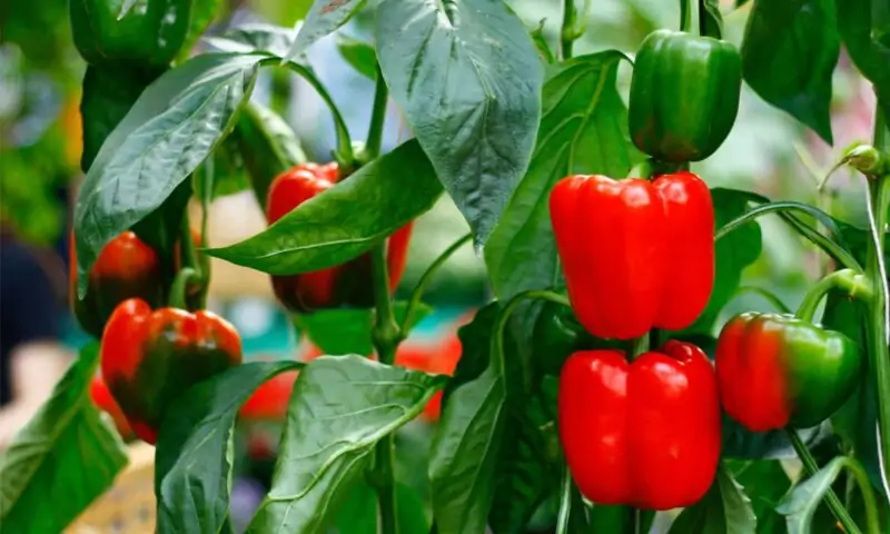 bell peppers tree in garden picture id