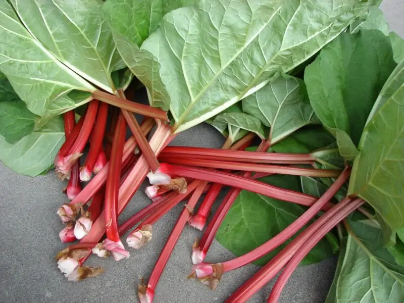 rhubarb